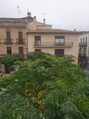 AVUI 21 D'OCTUBRE COMENÇA LA PODA D'ARBRAT A GUISSONA