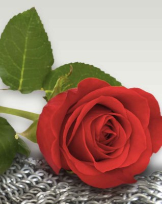 FELIÇ SANT JORDI!