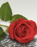 FELIÇ SANT JORDI!